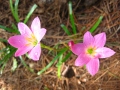 IMG_4290 (1024x768)