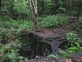 Coq des Bois Trail