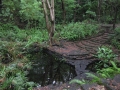 Coq des Bois Trail